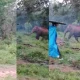 Elephant attack in hasan Again
