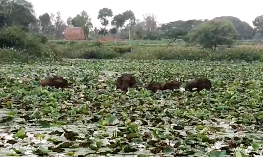 Elephant in lake