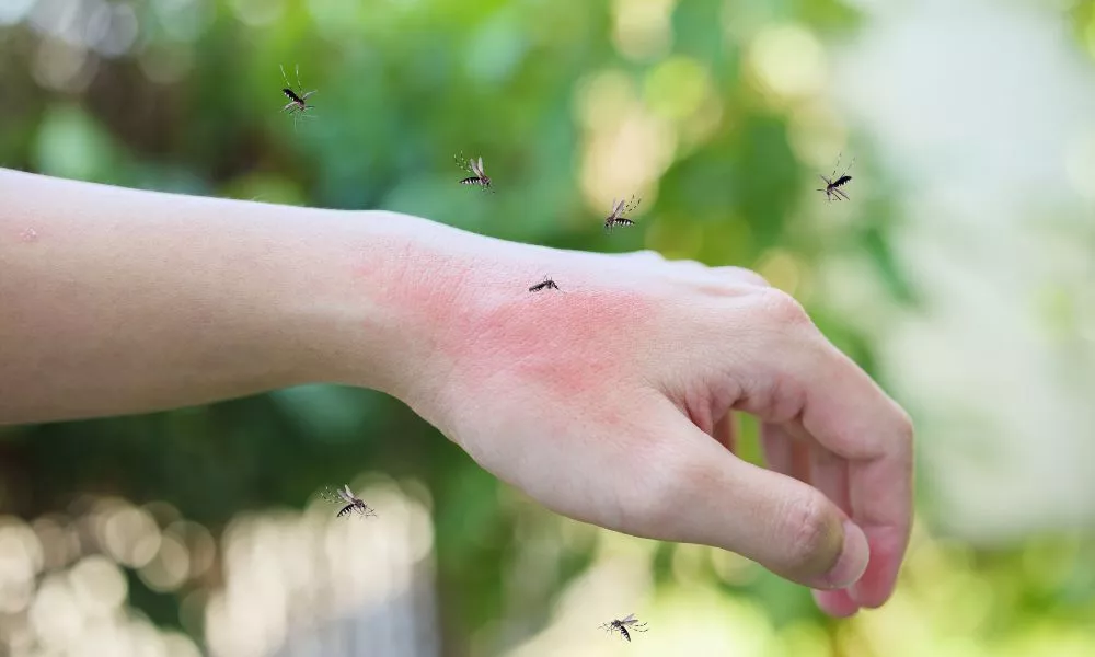 How to control mosquitoes?