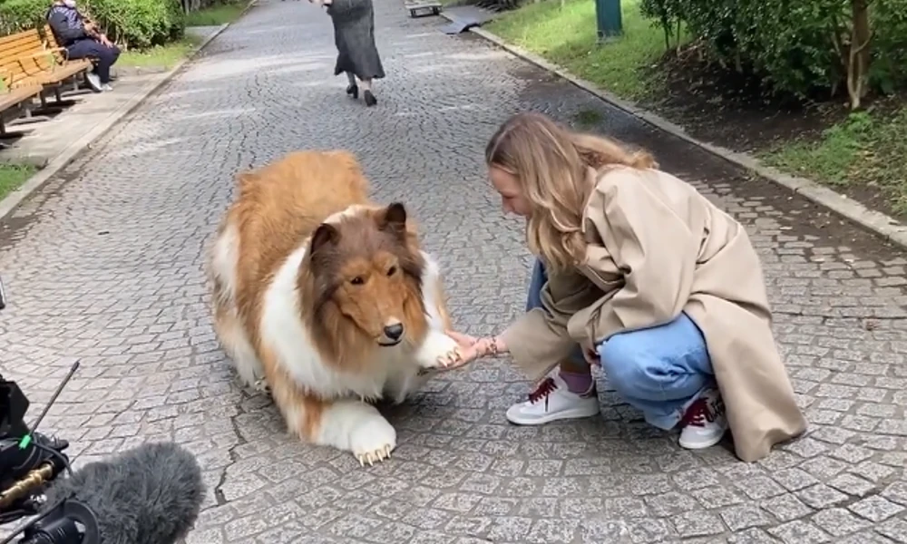 Human Dog In Japan