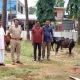 Illegal cow transportation Custody of accused along with cattle at Ripponpet