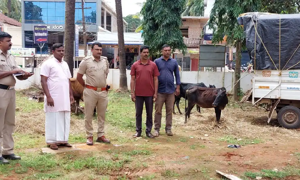 Illegal cow transportation Custody of accused along with cattle at Ripponpet