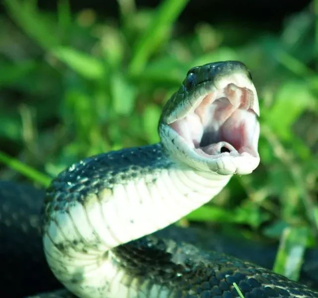 Image Of Animals That Can Eat Living Things In One Bite