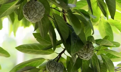 Image Of Custard Apple Benefits