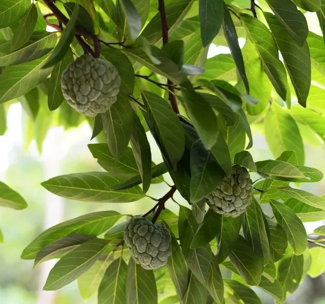 Image Of Custard Apple Benefits