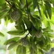 Image Of Custard Apple Benefits