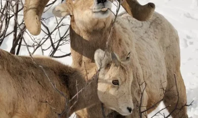 Image Of Horns Animals