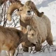 Image Of Horns Animals