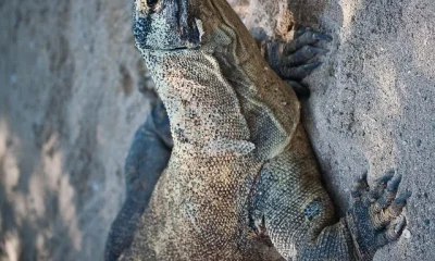 Image Of Largest Lizard