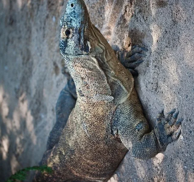 Image Of Largest Lizard