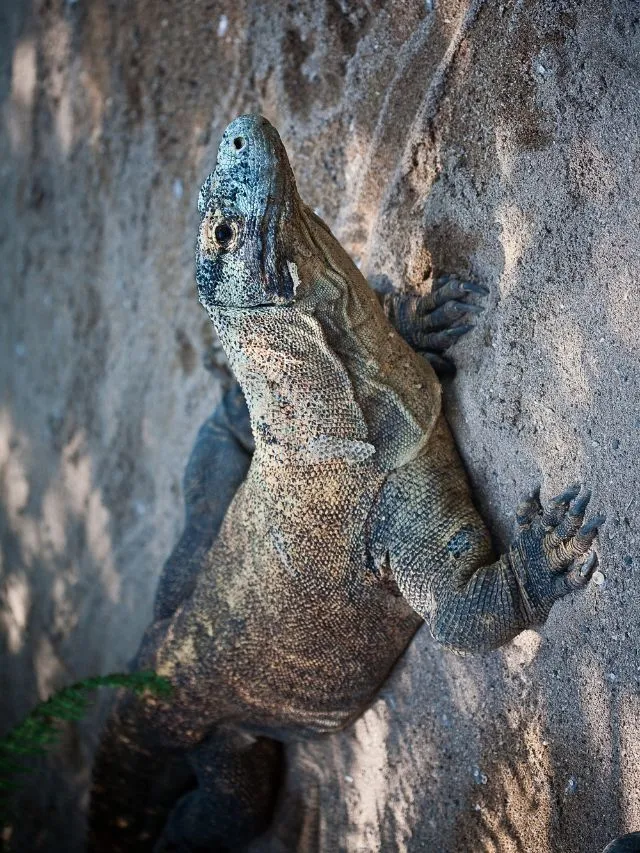 Largest Lizard: 8 Largest Lizards In The World