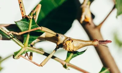 Image Of Longest Living Insects