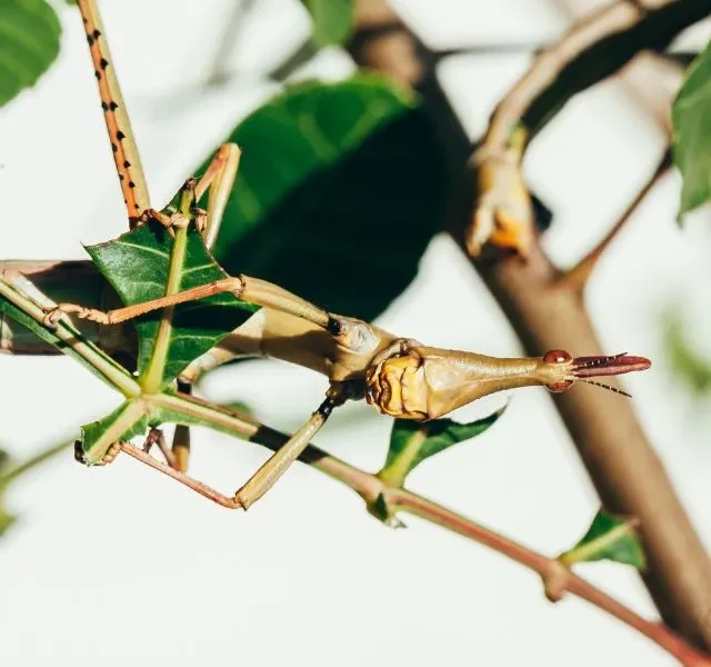 Image Of Longest Living Insects