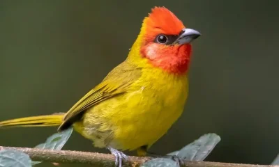 Image Of Orange Head Bird