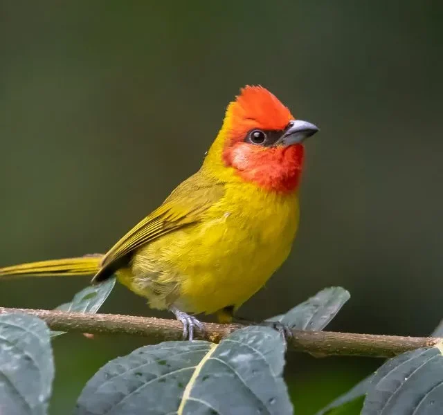 Image Of Orange Head Bird