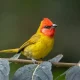 Image Of Orange Head Bird