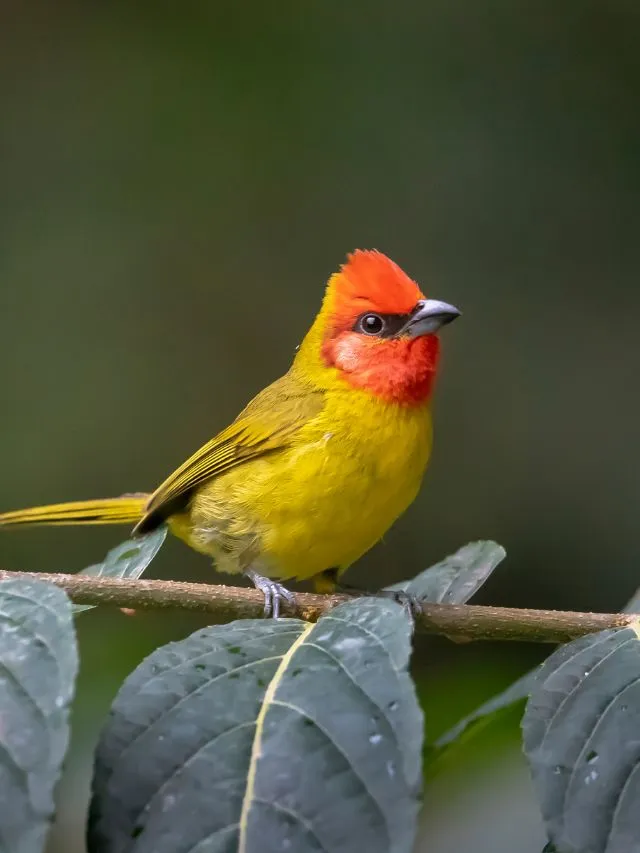 Orange Head bird: 8 Beautiful Birds With Orange Head