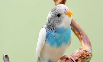 Image Of Pet Birds Around The World