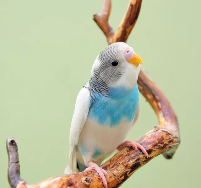 Image Of Pet Birds Around The World