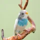 Image Of Pet Birds Around The World