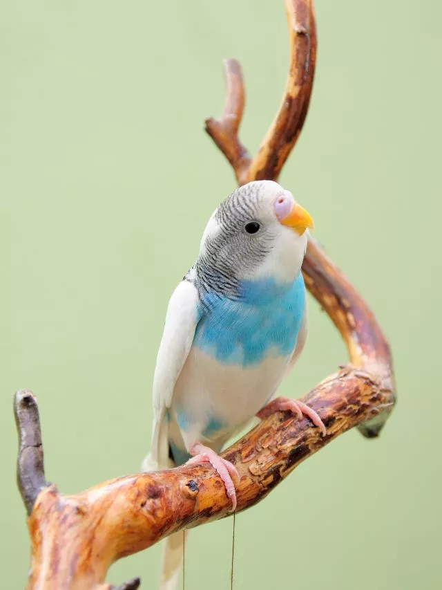 Top 9 Pet Birds Around The World