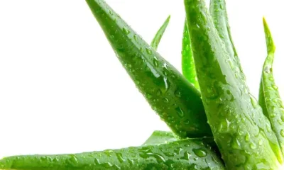 Image Of Vastu Tips For Aloe Vera Plants