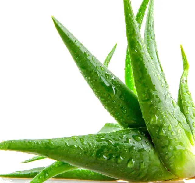 Image Of Vastu Tips For Aloe Vera Plants