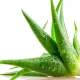 Image Of Vastu Tips For Aloe Vera Plants