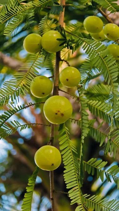Indian Gooseberry Herbs For Hair Growth Amla is a traditional Ayurvedic remedy believed to promote hair growth and prevent hair loss. It's rich in vitamin C and antioxidants.