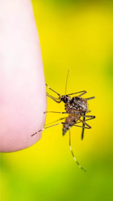 Mosquitoes Dangerous Animal Mosquitoes: Responsible for transmitting diseases like malaria, dengue fever, and Zika virus, mosquitoes are considered one of the most dangerous animals due to the diseases they carry.
