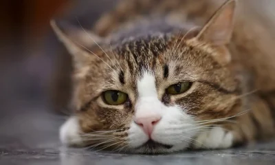 Cats face health issues