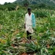 Wild boar attack in Shivpura village Destruction of maize crop in Kudligi
