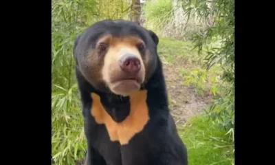 bear look likes human