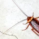 remedies that prevent cockroaches