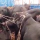 cattle smuggling in karwar