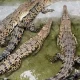 more than 100 crocodiles in river