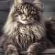 Maine Coon Cat