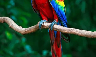 Scarlet Macaw