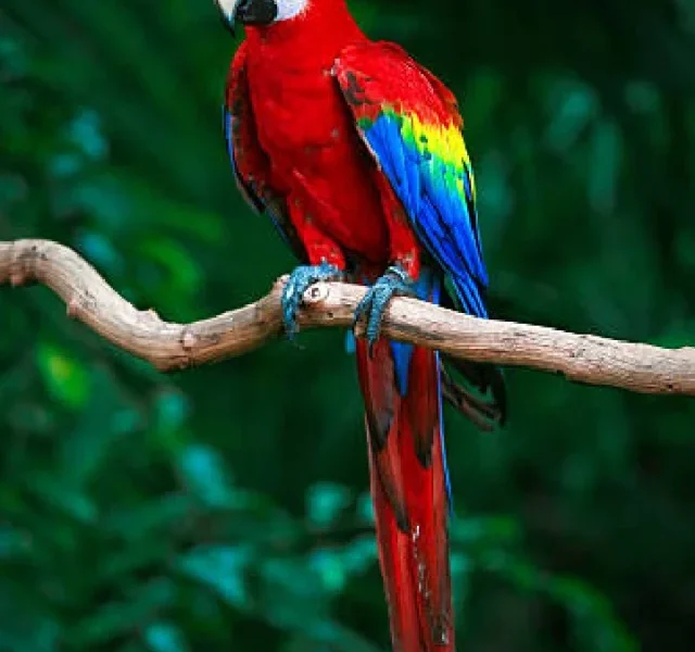 Scarlet Macaw