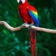 Scarlet Macaw