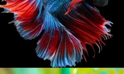 stylish fish