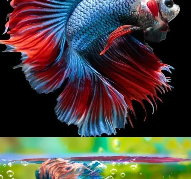 stylish fish