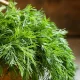 dill leaves