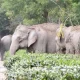 Elephants in forest