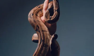 iamge of Flexible Animal