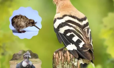 image of 8 Most Unique National Birds or National Bird