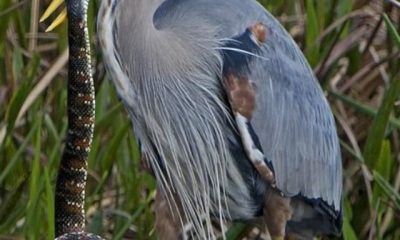 image of Animals That Love Eating Snakes In Breakfast