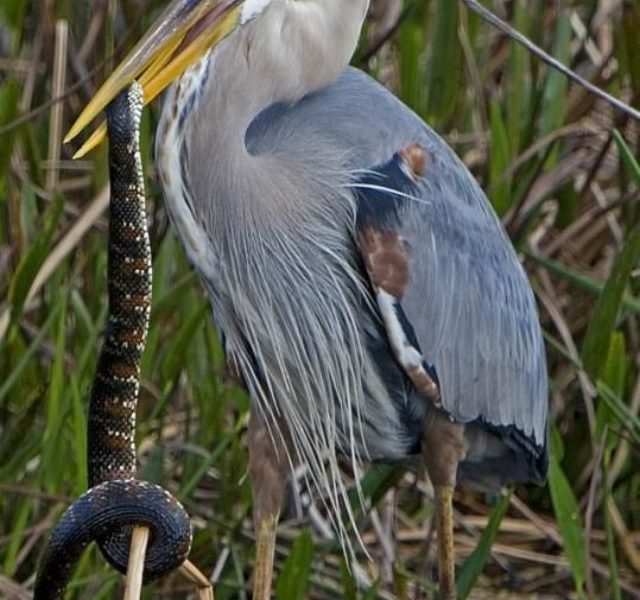 image of Animals That Love Eating Snakes In Breakfast