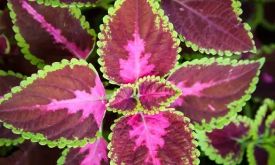 image of Colourful Leaves Plant