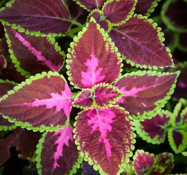 image of Colourful Leaves Plant